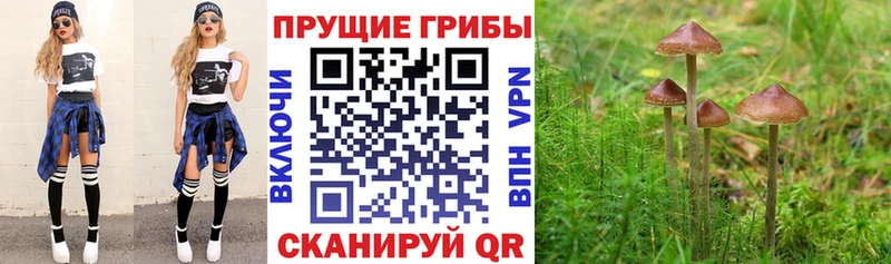 Псилоцибиновые грибы Cubensis  Луга 